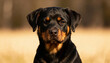 © aimthy stock - Rottweiler dog portrait outdoor with calm expression closeup