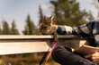 © Alba Vitta Studio/Stocksy - man Relaxing  outdoors with cat