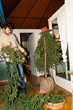 © Alba Vitta Studio/Stocksy - Setting Up Christmas Tree
