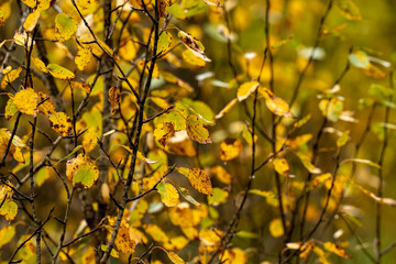 Wall Mural - Fall yellow leaves on small trees with shallow focus on some decaying leaves