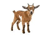 Cute brown baby goat isolated on transparent background, adorable farm animal kid in full length portrait for livestock and pet concepts