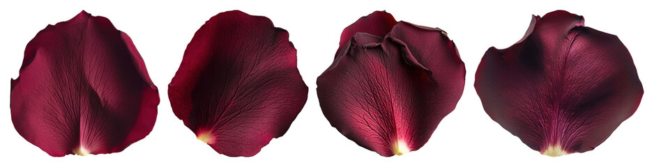 Wall Mural - PNG Elegant burgundy rose petals arrangement, element set on transparent background