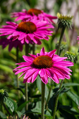 Wall Mural - pink flowers in the garden