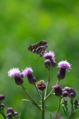 Wall Mural - Beautiful butterfly on flower