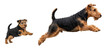 © catocala - An adult Welsh Terrier and a playful puppy are captured in mid-jump, showcasing their energy and bond. Both dogs are isolated on a white background, highlighting their features and movement.
