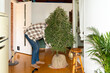 © Alba Vitta Studio/Stocksy - Man preparing Christmas tree