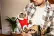 © Alba Vitta Studio/Stocksy - Cats Christmas playtime