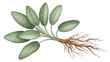 © bauthitam - Detailed illustration of a plant with roots and leaves (13)