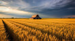 © Anam - Dramatic landscape featuring a weathered barn in a golden wheat field under a stormy sky, showcasing the beauty and resilience of rural america
