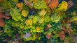 © Robert - A stunning aerial view of colourful treetops in a deciduous forest during autumn. The image captures vibrant red, orange, and yellow foliage under natural daylight.