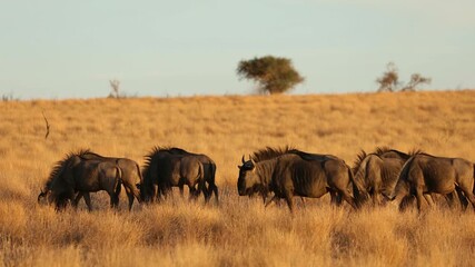 Wall Mural - Herd of blue wildebeest (Connochaetes taurinus) grazing in late afternoon light, Kalahari desert, South Africa