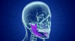© GUNARTOGRAPHY - Transparent Skull with Highlighted Pterygoid Muscles, Anatomical Study on Deep Blue Background.