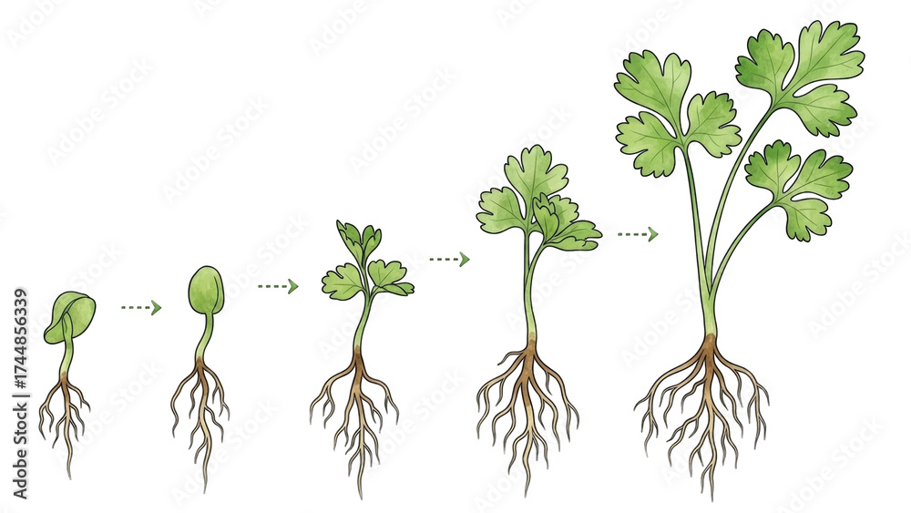 Illustration showing the life cycle of a plant, from seed to mature ...