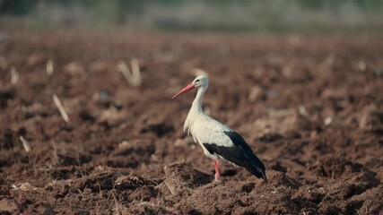 Wall Mural - White stork is standing in a plowed field