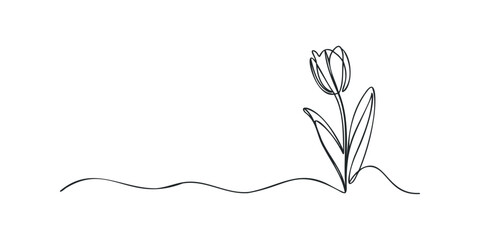 Single line drawing of a tulip on a white background