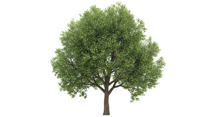 Isolated tree with vibrant green foliage, a nature element for environmental concepts and design