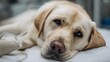 © Thares2020 - A sad looking Labrador Retriever lies on a veterinary examination table with an intravenous drip line attached to its leg