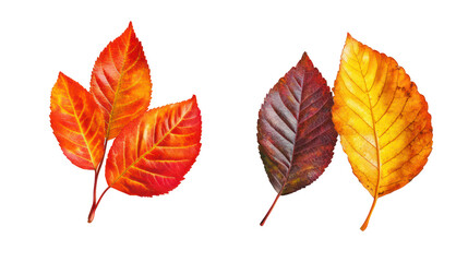 Autumn leaves in vibrant fall colors isolated on transparent background