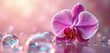 © Vadym - Close up of a pink orchid with water droplets. Gentle bokeh background with luminous orbs suggests a tranquil spa or soft romantic setting. Perfect for beauty and wellness.