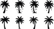 © Amjad - Vector art of collection of eight black silhouette palm trees with different trunk shapes and frond styles, isolated on a