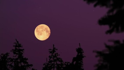 Wall Mural - Full Moon with stars, planets and rural countryside tree silhouettes.