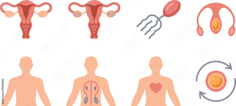 Anatomical diagrams of female reproductive system organs and cellular ...