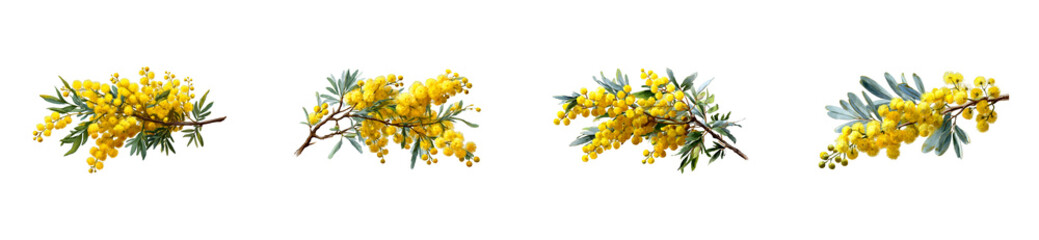 Wall Mural - Set of Collection of Yellow Wattle Flower Branches with Green Leaves