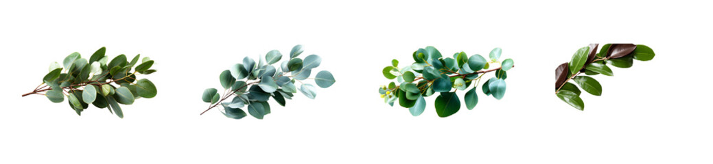 Wall Mural - Set of Assortment of eucalyptus and rubber plant branches