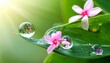© sujiman - Pink flowers and sparkling water droplets on a green leaf in morning sunlight.