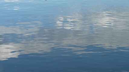 Wall Mural - Looking into a calm lake that is reflecting white clouds in a blue sky as ripples distort the shapes
