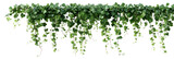 Lush greenery cascading in a horizontal display