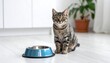 © kemplang - A tabby cat sits patiently by an empty blue bowl on a wood floor