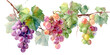 © darkheaven - A watercolor painting of ripe grape clusters in various shades of pink, purple, and green, hanging from a vine with leaves, isolated on transparent background.