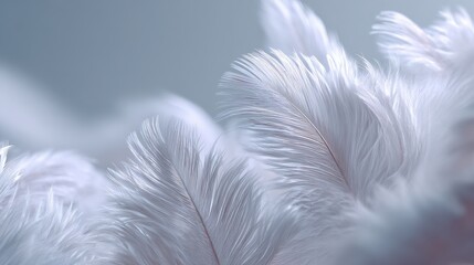 Wall Mural - Soft and Beautiful Delicate Feathers in Gentle Focus with Light Background