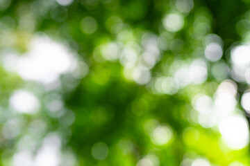 Wall Mural - Green nature background. Summer spring background. Blurred green leaves background. Tree branch bokeh background. Leaf backdrop.