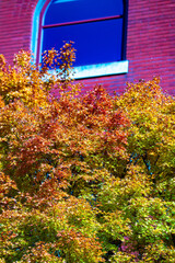 Wall Mural - Foliage in the park. Autumn fall leaves of maple trees. Autumn fall leaves in sunlight. Natural autumn background. Autumnal background. Foliage, falling leaves background. Autumn leaf.