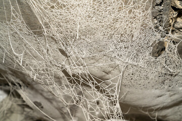 Texture background cobweb old in dust.