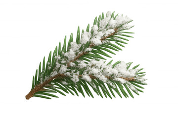 Wall Mural - Pine branch with green needles covered in white snow, symbolizing winter, nature, holiday season, and christmas celebration