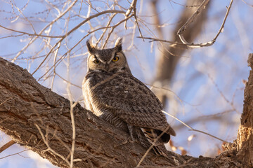 Wall Mural - A Great Horned Owl looks down on the camera from its perch high in a winter bare cottonwood tree with early morning sunlight shining from the left.