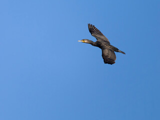 Wall Mural - Great cormorant, Phalacrocorax carbo,