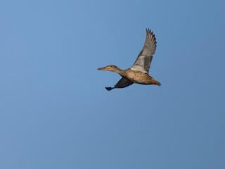 Wall Mural - Northern shoveler, Anas clypeata