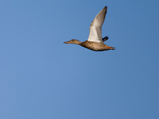 Wall Mural - Northern shoveler, Anas clypeata