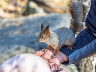 Wall Mural - A squirrel in the spring or autumn eats nuts from a human hand. Eurasian red squirrel, Sciurus vulgaris