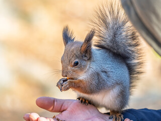 Wall Mural - A squirrel in the spring or autumn eats nuts from a human hand. Eurasian red squirrel, Sciurus vulgaris