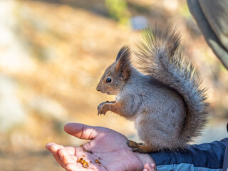 Wall Mural - A squirrel in the spring or autumn eats nuts from a human hand. Eurasian red squirrel, Sciurus vulgaris