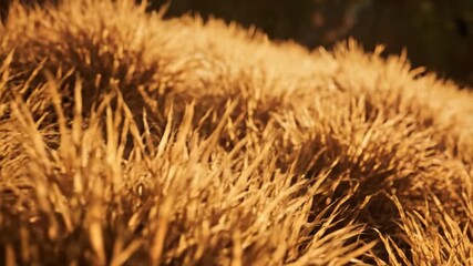 Wall Mural - a peaceful, sun-drenched close-up of textured dry grass on a gentle hill, with a soft panning motion