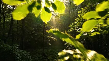 Wall Mural - Aerial drone view slowly descending through a lush green forest canopy on a sunny day, with bright sun rays and a natural lens flare filtering through the leaves overview, forest canopy, freedom