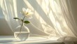 © chocoPhotos - 純粋な光：レースのカーテン越しに光が差し込む、一輪の白い花の静物画Generated image