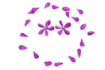 Wall Mural - purple flowers orchids and petal arrangement circle flat lay postcard style 