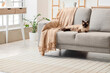 © Pixel-Shot - Adorable Thai cat lying on grey sofa in living room